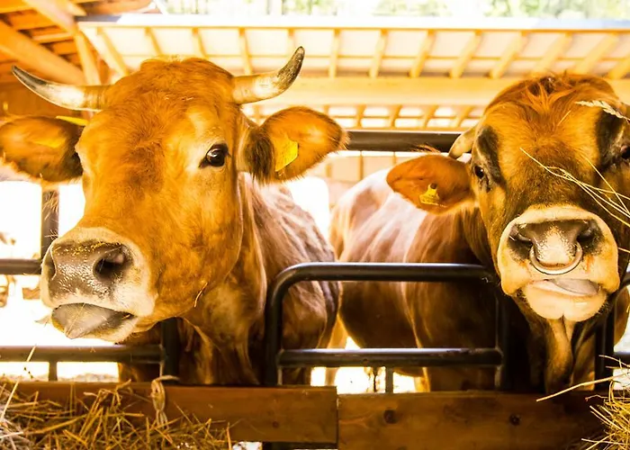 Vakantieboerderij Zeidelhof Lilienfeld